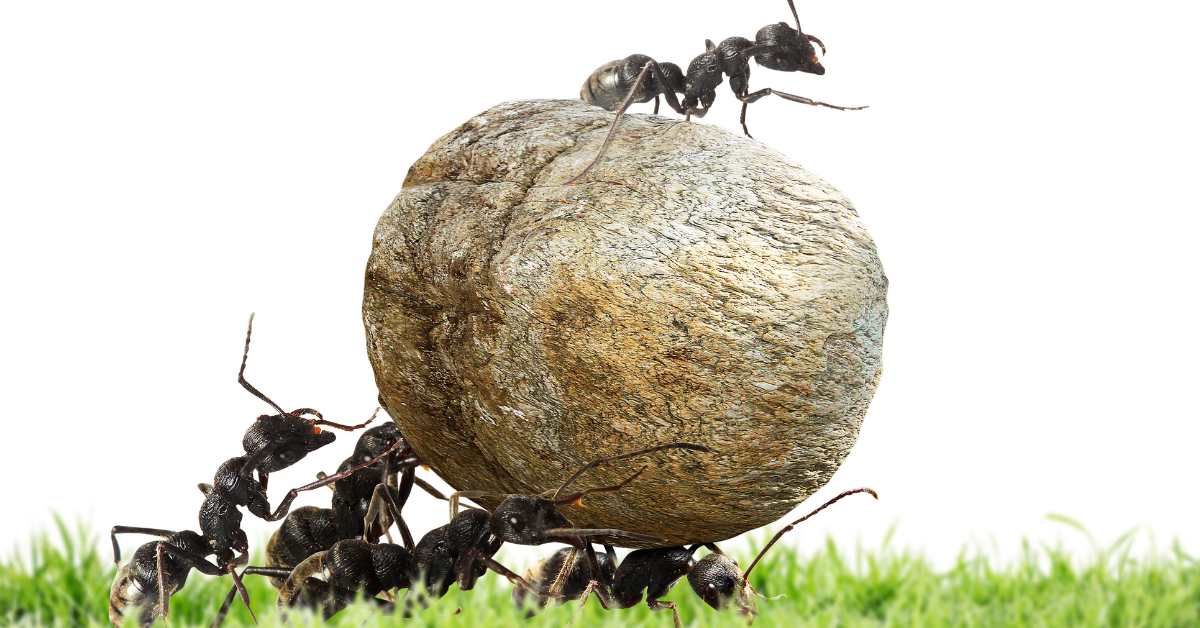 Do Ants Work in Shifts?