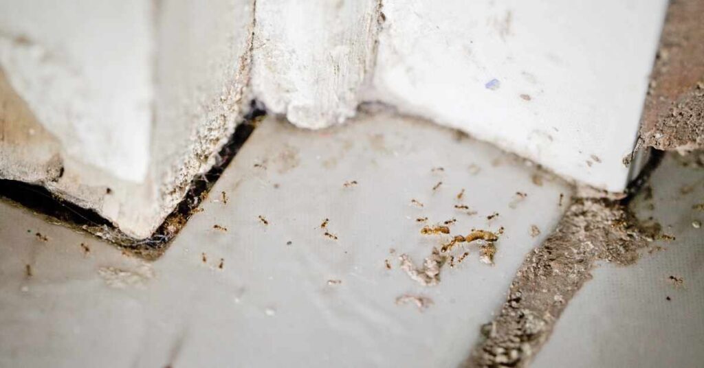 Does WD-40 Kill Ants?