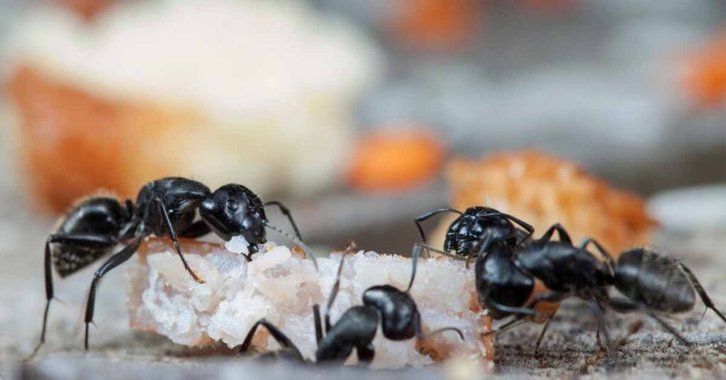 How Are Ants Harmful to Humans?