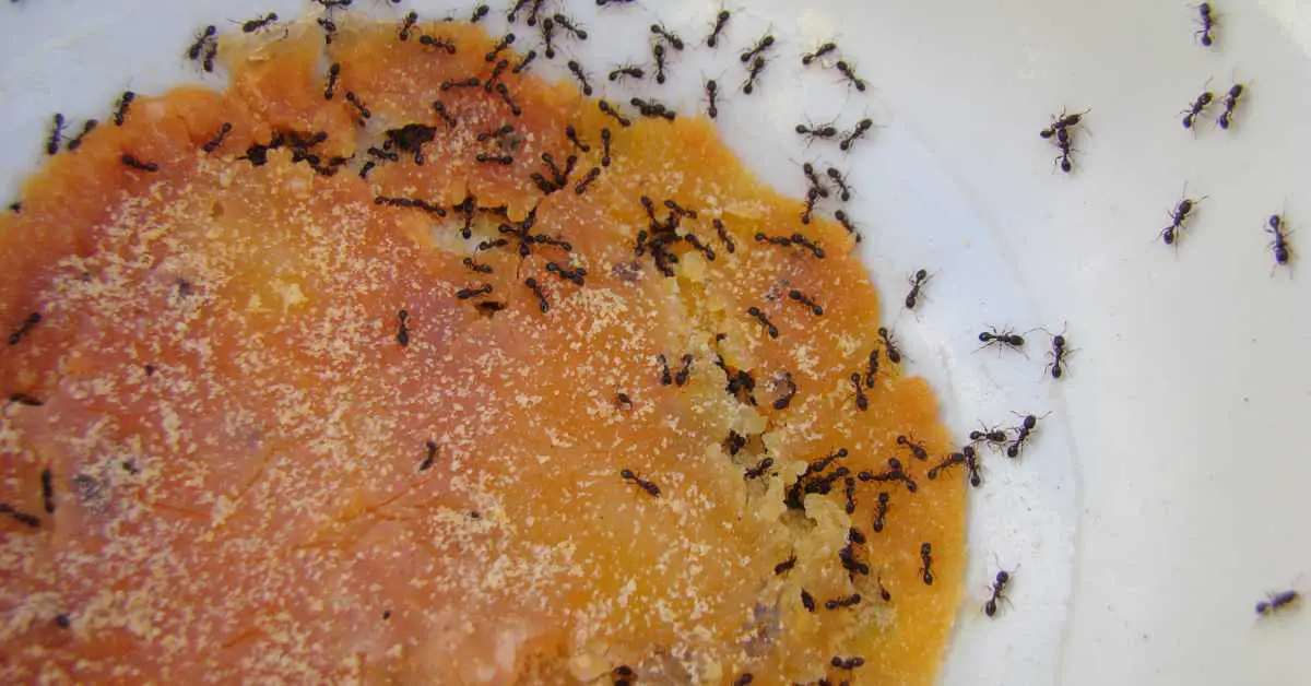 How Do Ants Find Food So Fast?