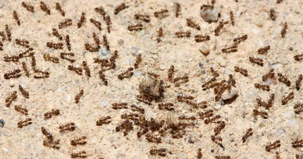 How Heavy Are All the Ants in the World?
