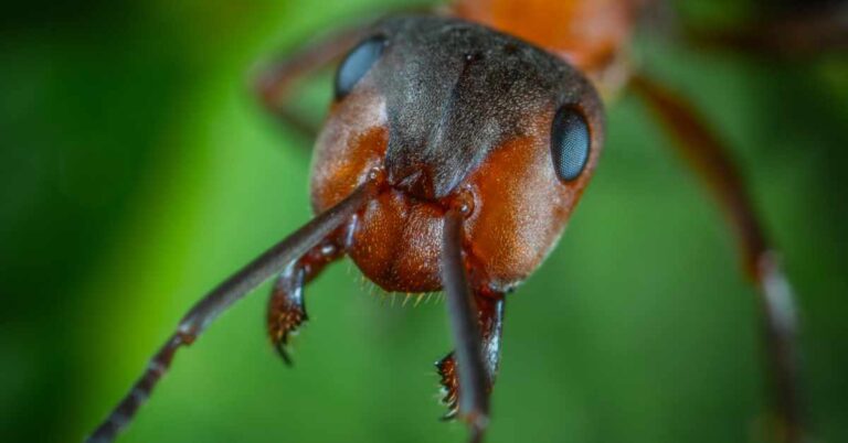 How Many Teeth Do Ants Have? (Explained)