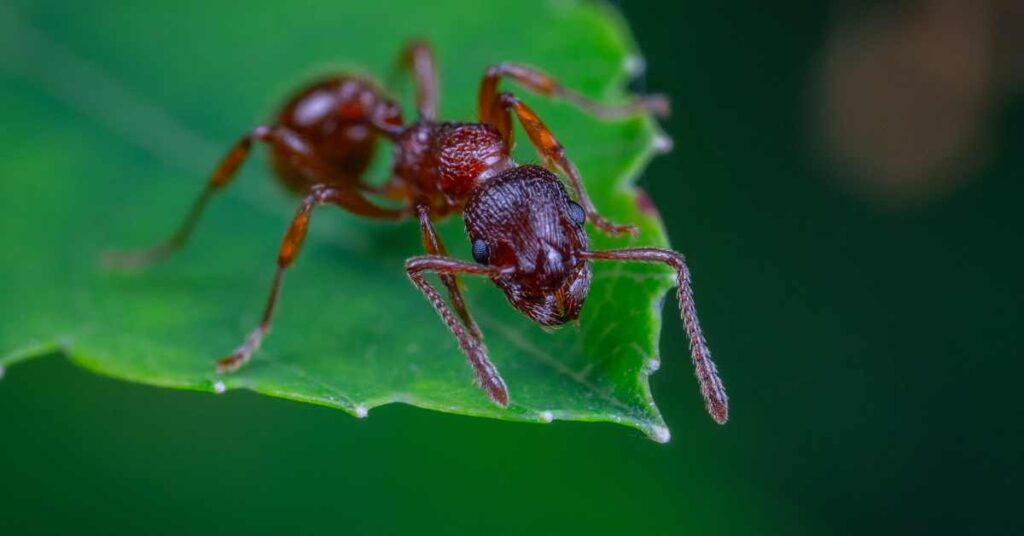 How Much Do Ants Weigh?