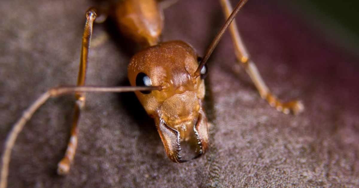 How Tall Do Humans Look to Ants?