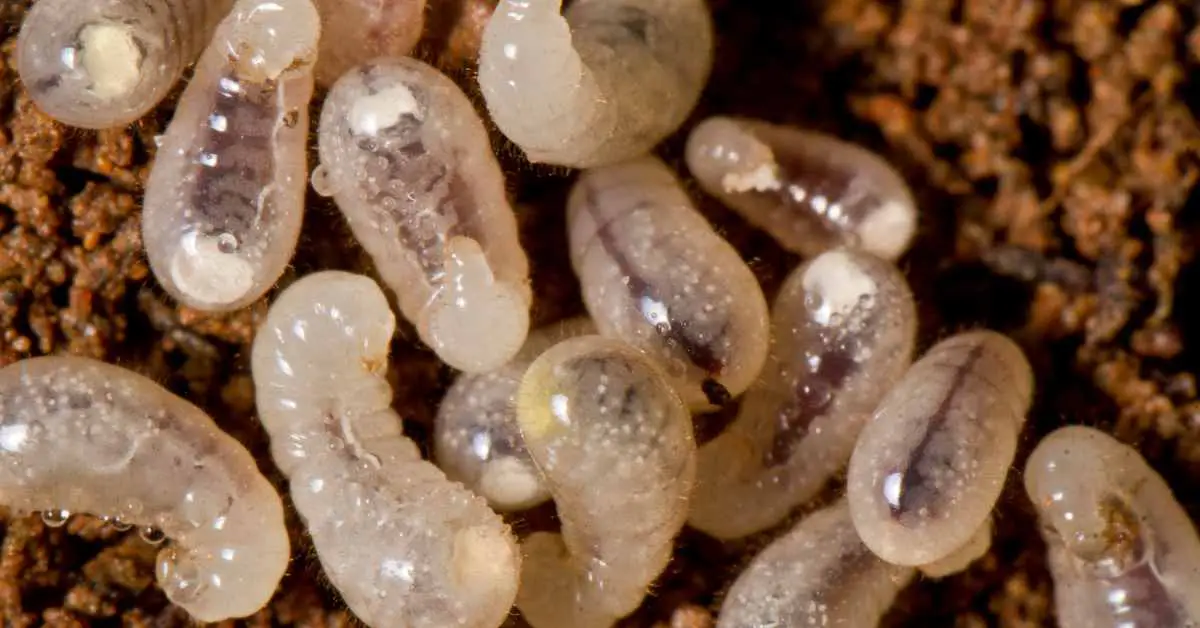 What Do Baby Ants Look Like?
