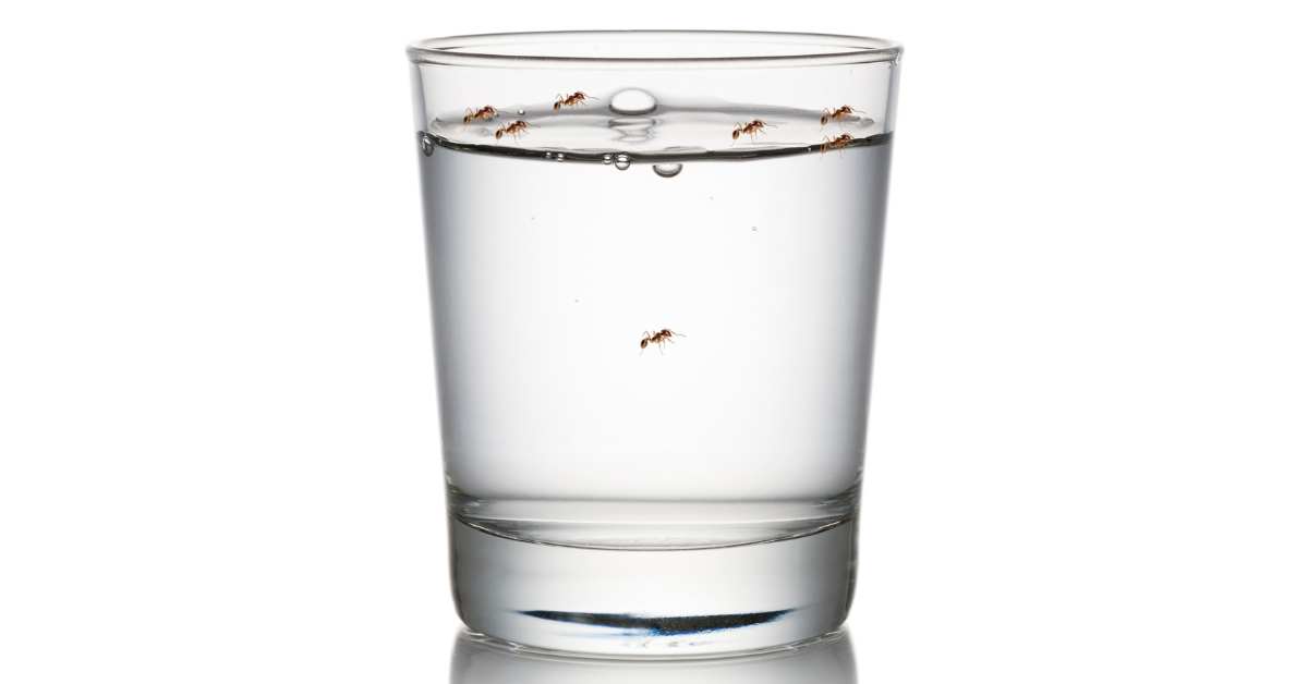 What Happens If You Drink Water with Ants?