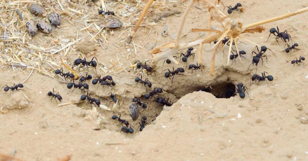 What is a Group of Ants Called?