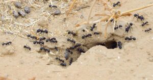 What is a Group of Ants Called?