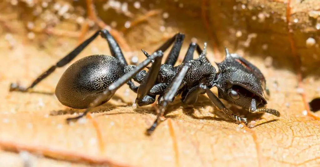 Where Can I Buy Bullet Ants?
