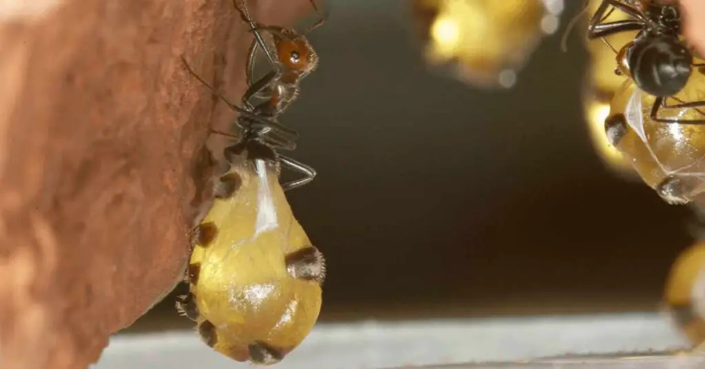 Where Do Ants Store Their Food?
