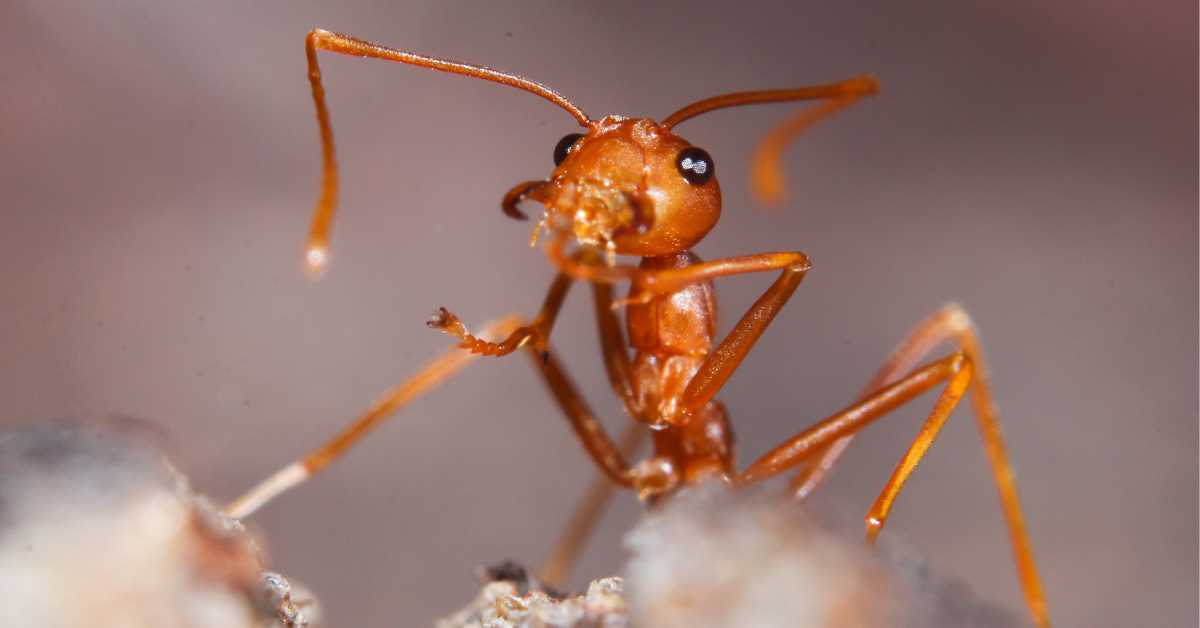 Which Ants Are Completely Blind?