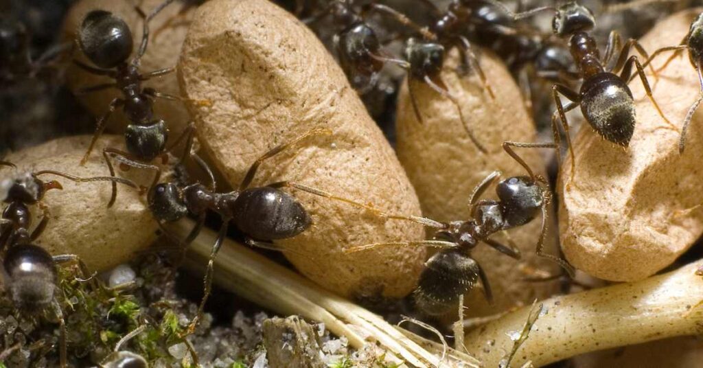 Which Seeds Do Ants Eat?