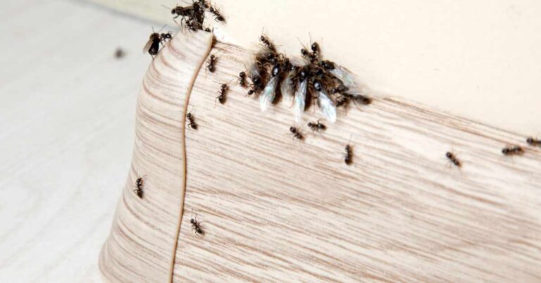 Why Are Ants Afraid of Baby Powder? (Explained)