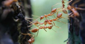 Why Are Ants Called Social Insects?
