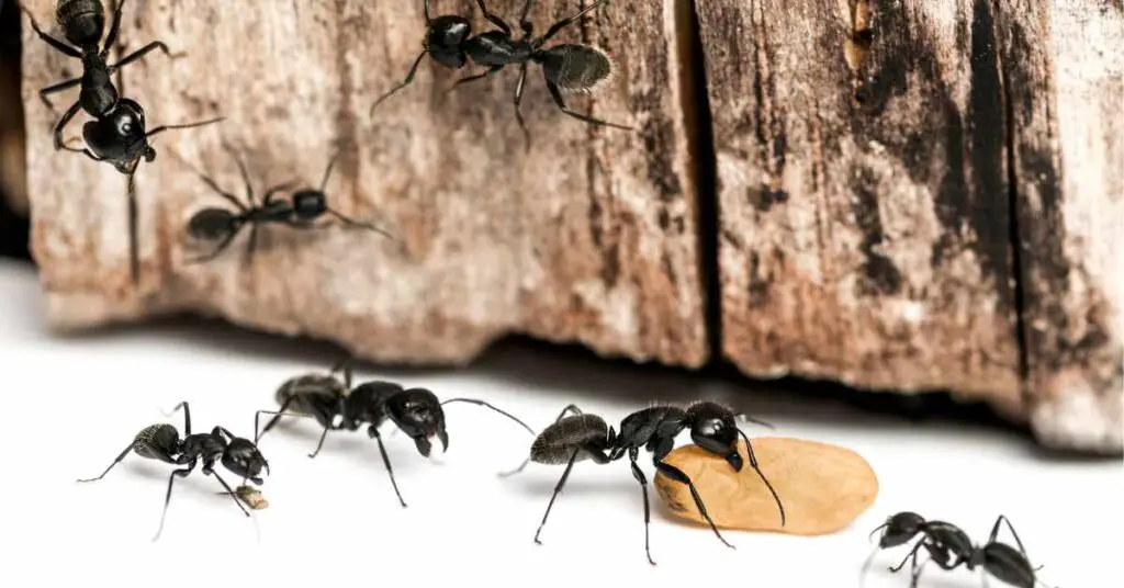 Why Do Ants Get Bigger in the Summer?