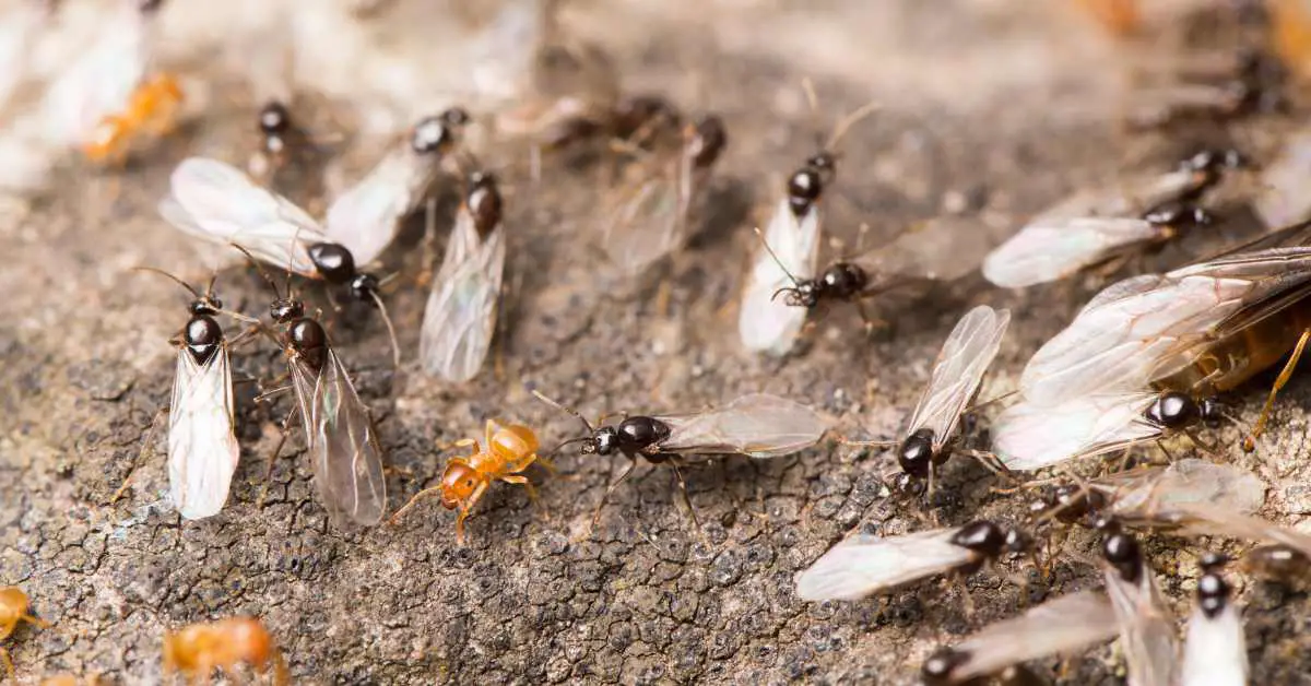 Why Do Flying Ants Suddenly Appear After Rain?