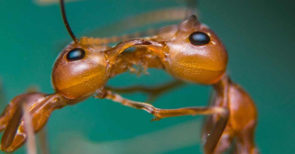 Can Ants Change Gender?