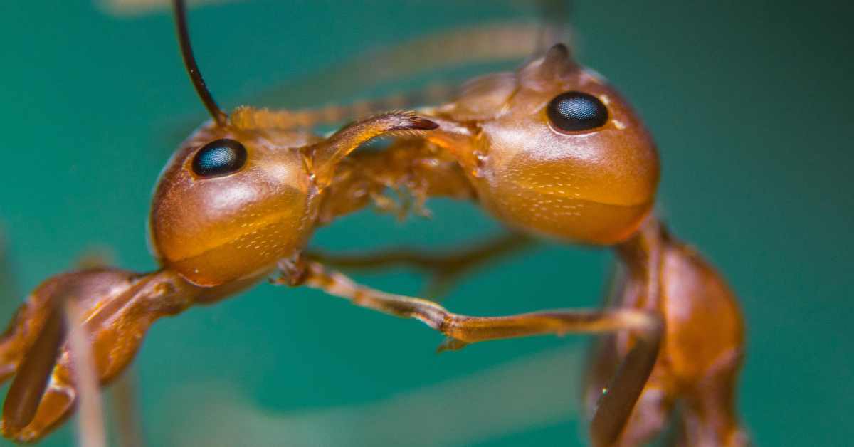 Can Ants Change Gender?