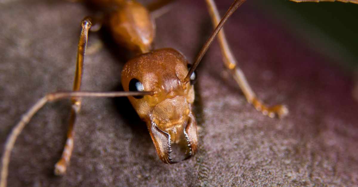 Can Ants Have Heart Attacks?