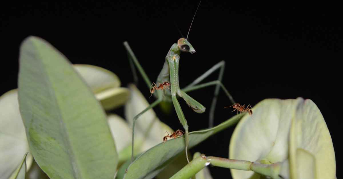 Can Ants Kill a Praying Mantis?