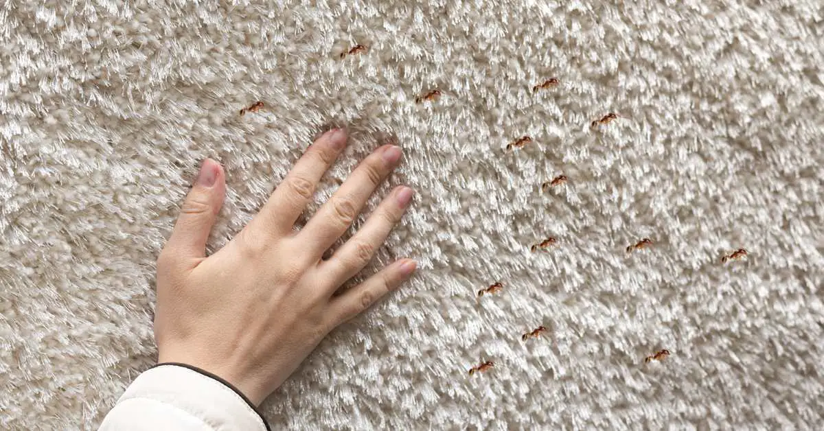 Can Ants Walk on Carpet?