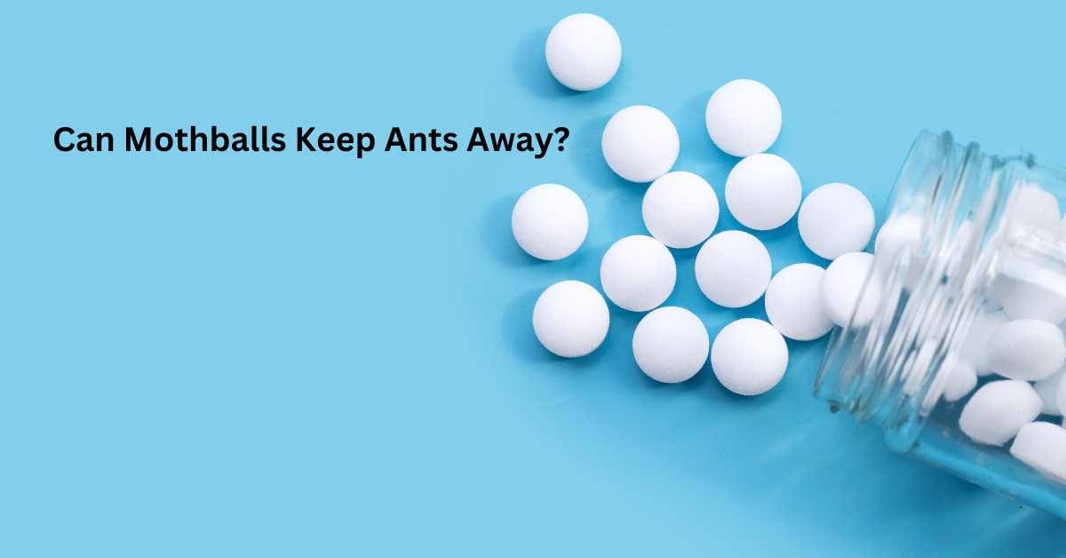 Can Mothballs Keep Ants Away?