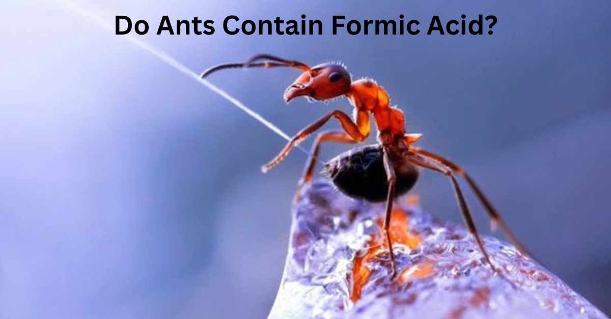 Do Ants Contain Formic Acid?