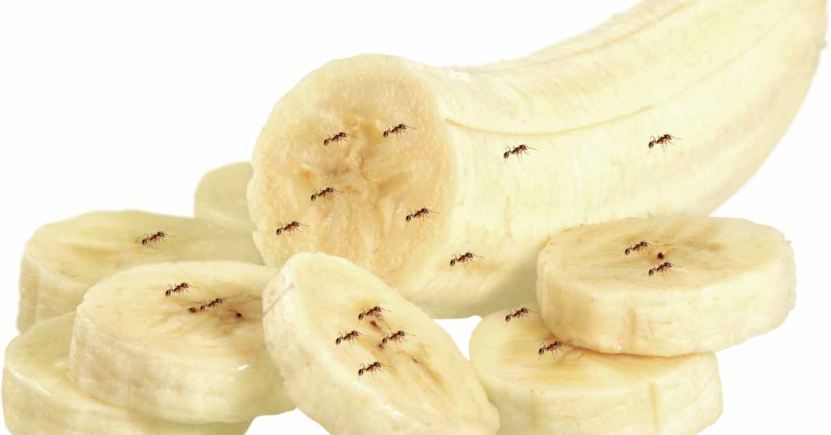 Do Ants Eat Bananas?