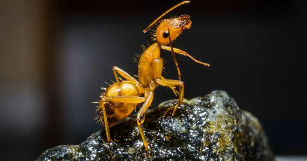 Do Ants Eat Black Mold?