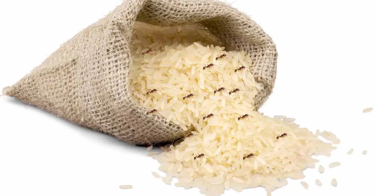 Do Ants Eat Rice?