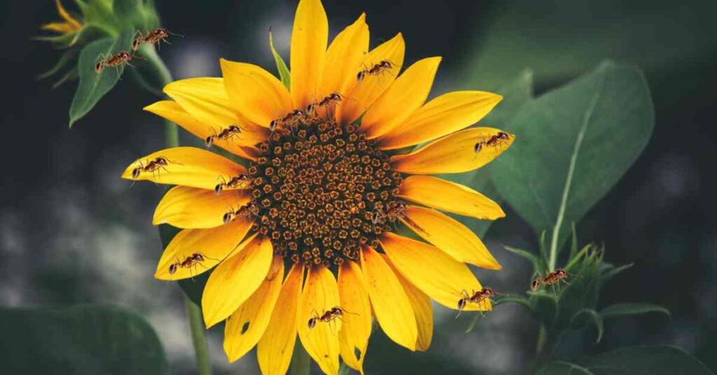 Do Ants Eat Sunflowers?