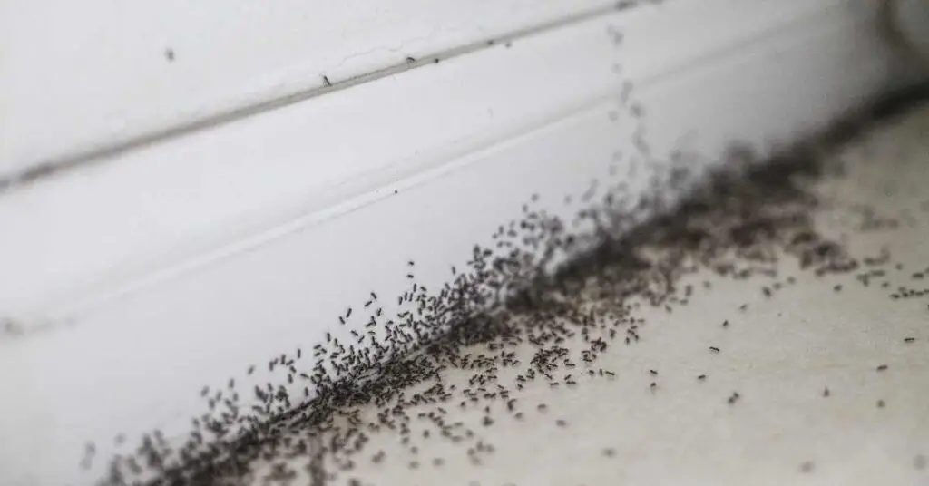 Do Ants Go Away On Their Own?