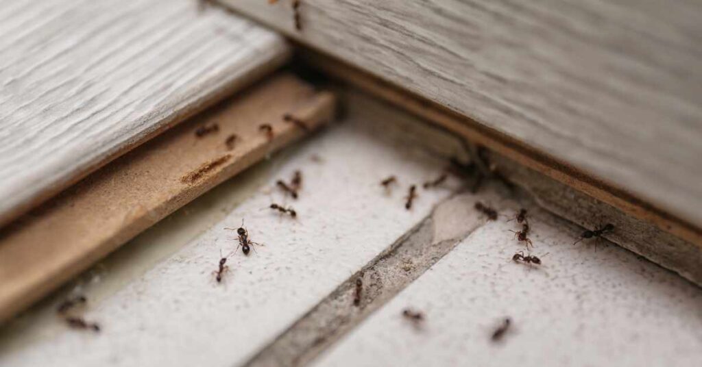 Do Ants Know When Other Ants Are Missing?