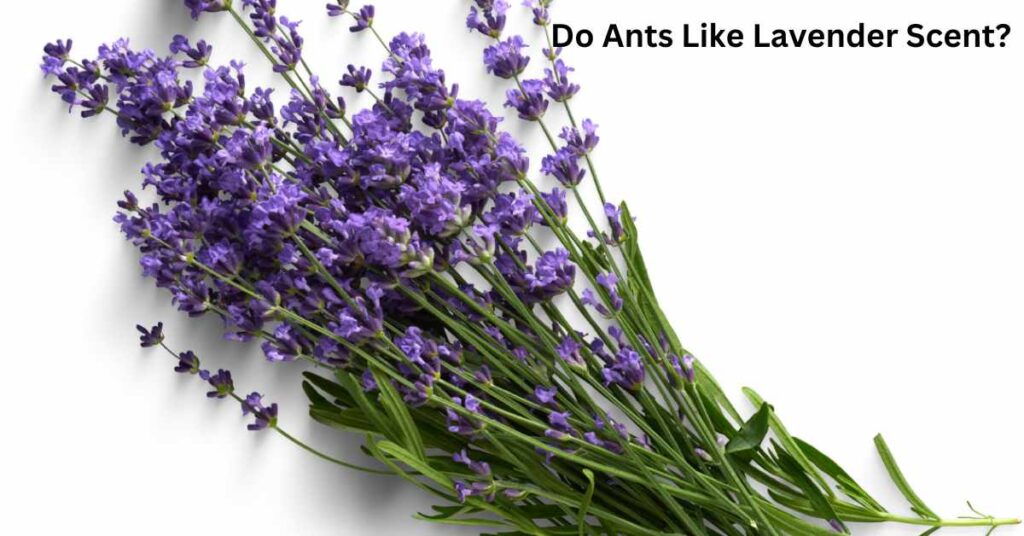 Do Ants Like Lavender Scent?