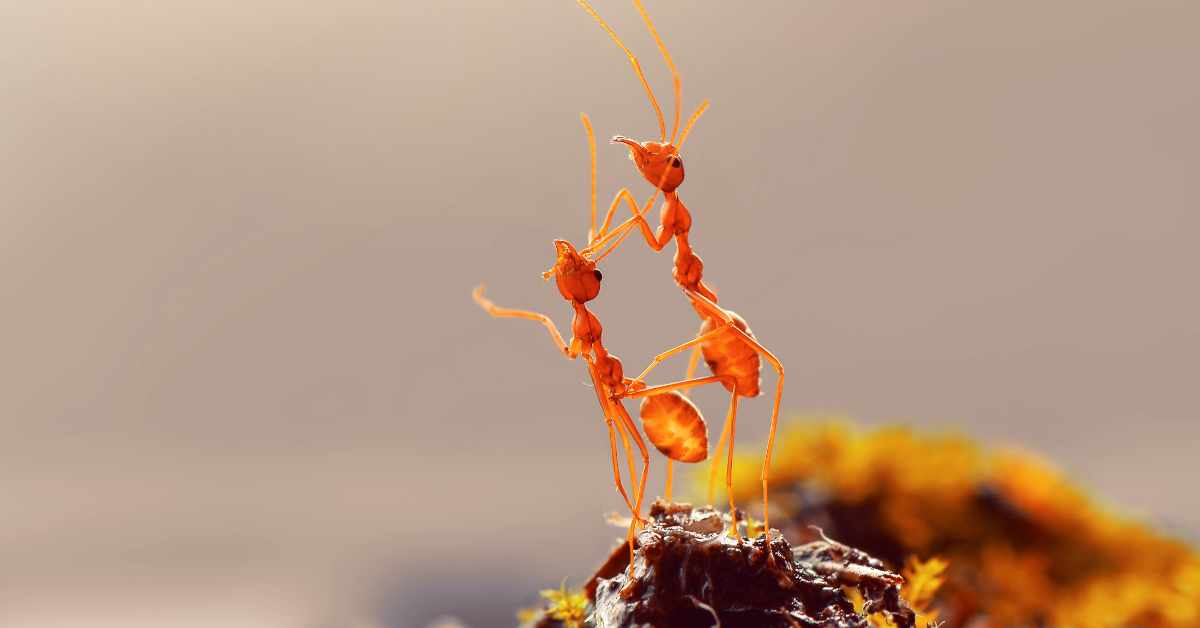 Do Ants Need Oxygen to Live?