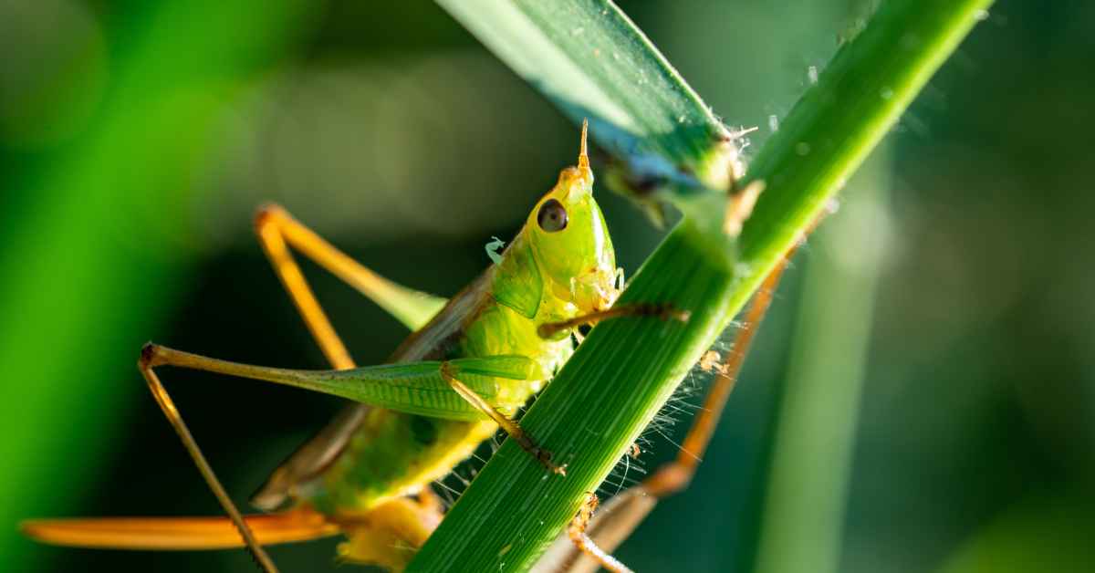 Do Ants Provide Food For Grasshoppers?