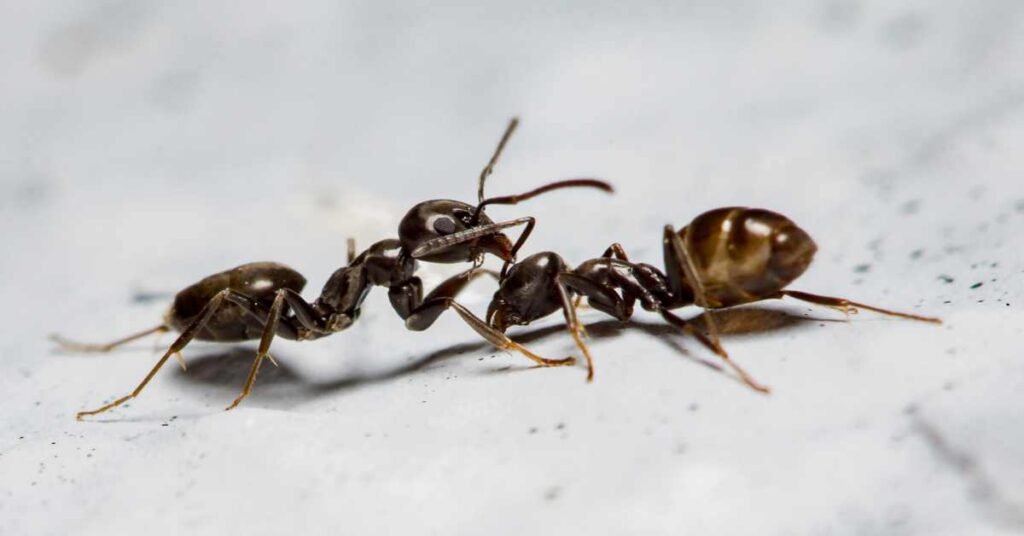 Do Big Ants Eat Small Ants?