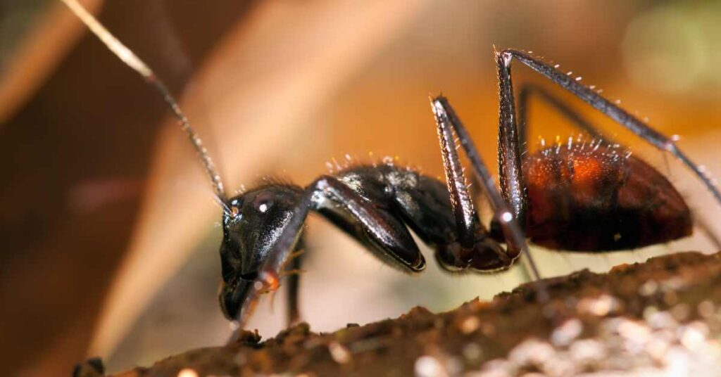 How Big Were Ants in Prehistoric Times?