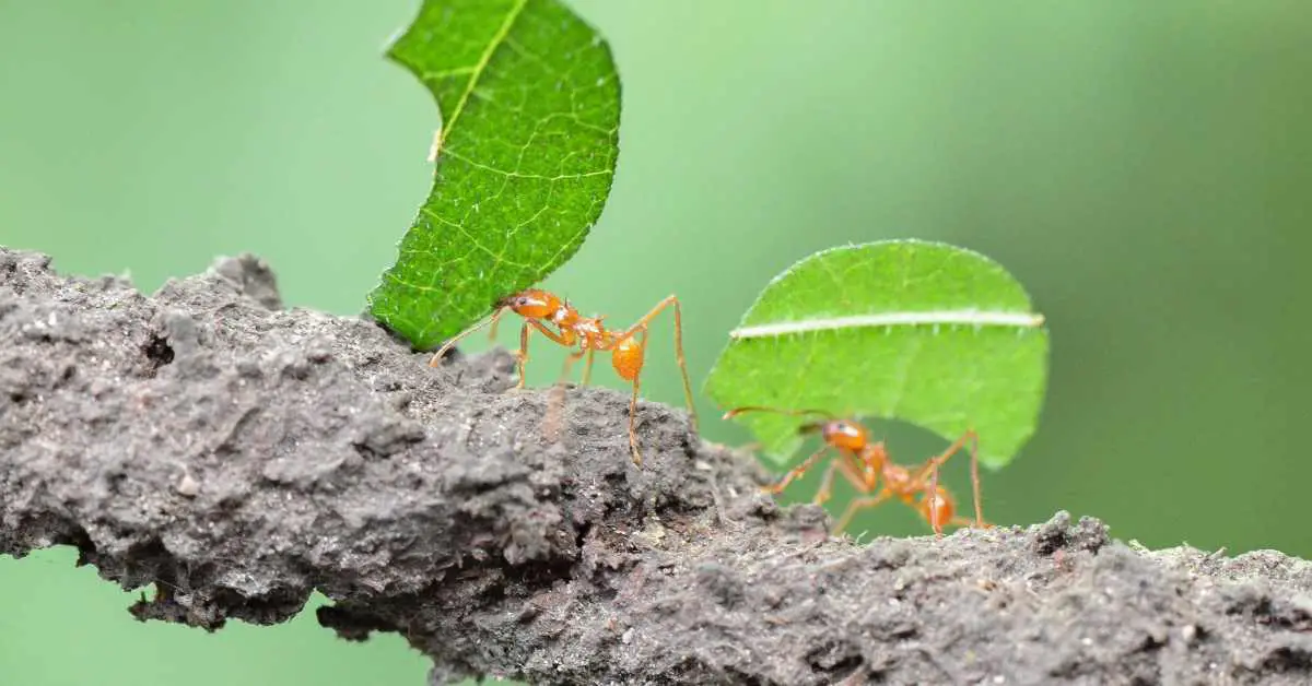 How Do Ants Hold Things?