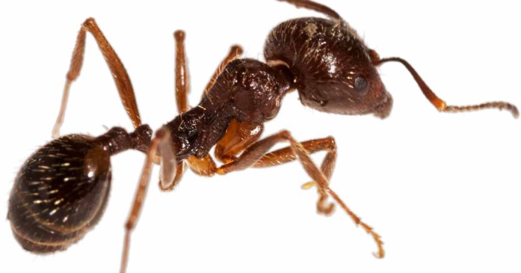 How Do Exploding Ants Explode?