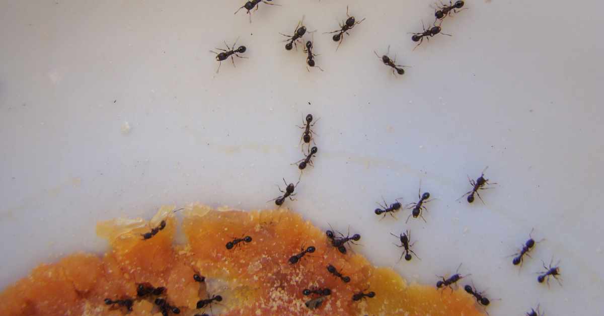 How Much Do Ants Eat in a Day?