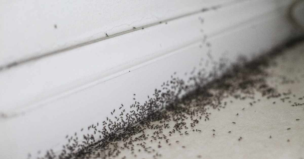 How to Get Rid of Ants in Attic?