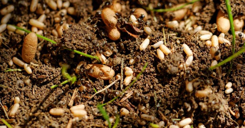 Where Do Ants Lay Eggs?