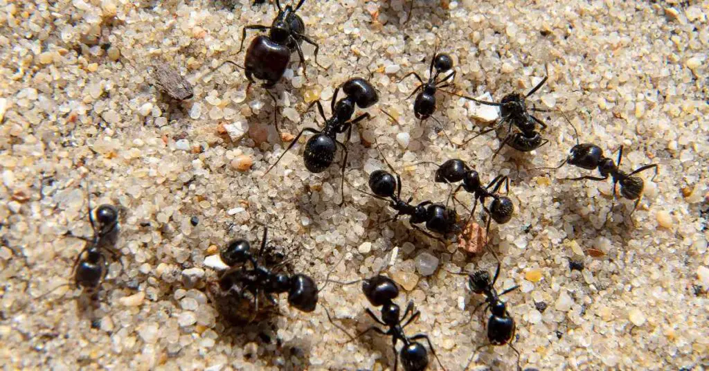 Which Ants Don't Have Wings?