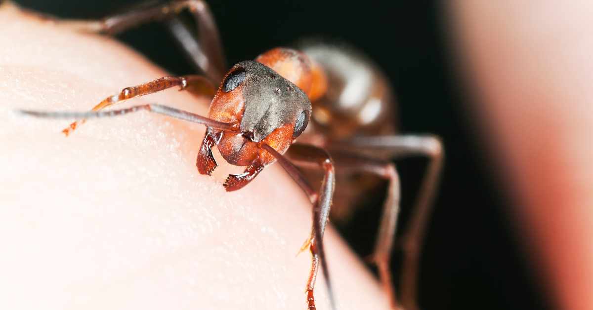 Why Do Ants Bite?