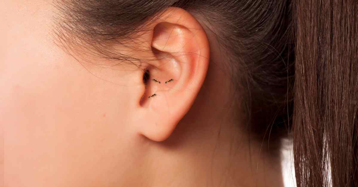 Can Ants Get in Your Ear?