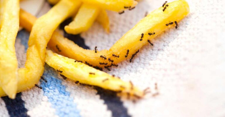 Can You Eat Food That Ants Have Been On? (Explained)