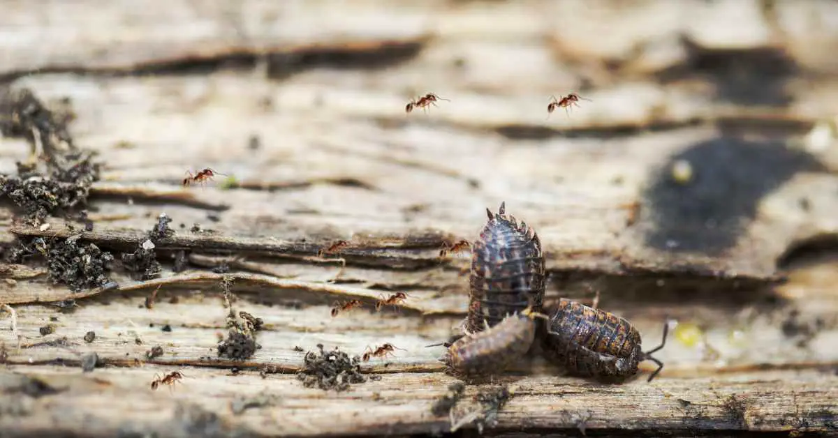 Do Ants Eat Woodlice?