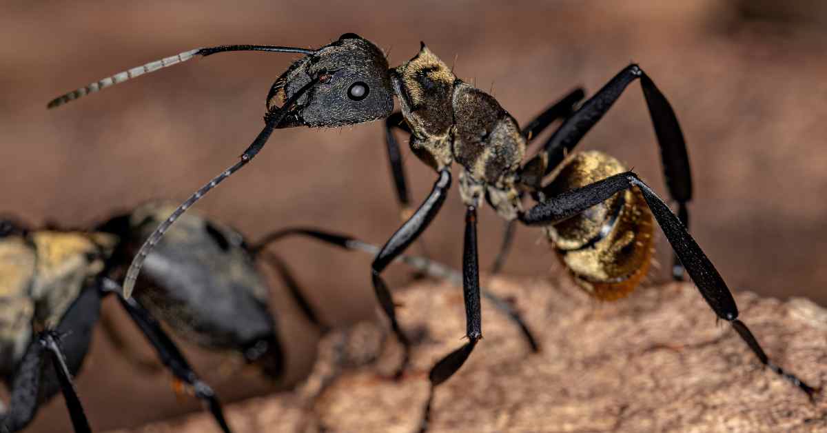 How Long Do Sugar Ants Live?
