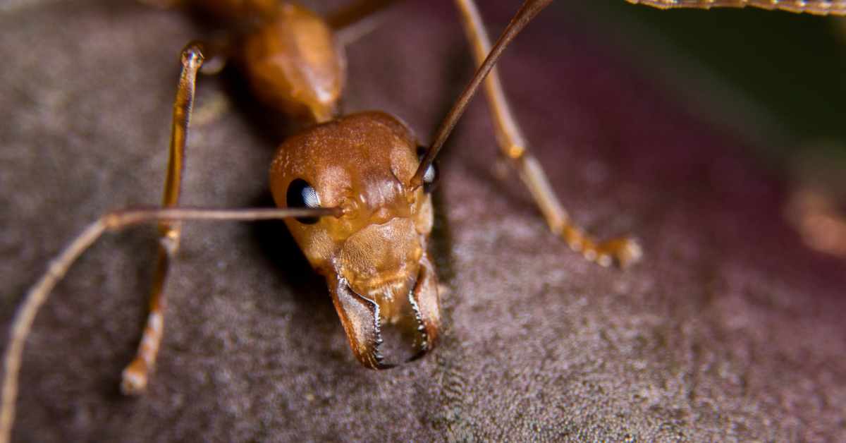 How Many Eyes Does an Ant Have?